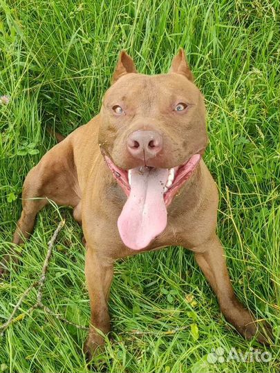 Питбуль вязка