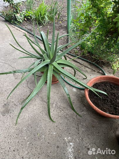 Алое лечебный