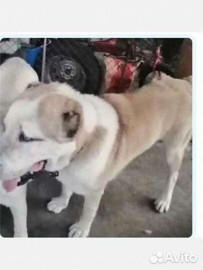 Среднеазиатская овчарка алабай вязка