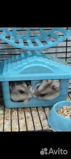 Джунгарский хомяки