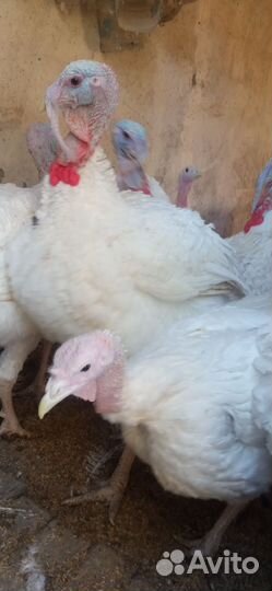 Гуси, индюки, петухи