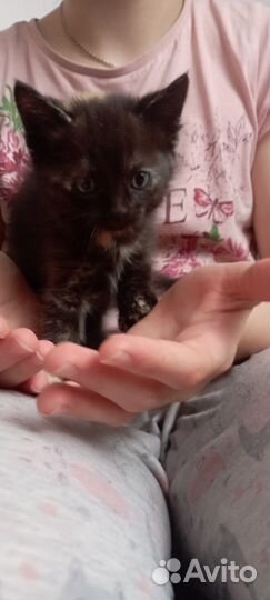 Котята