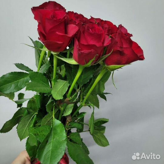 Роза эквадор