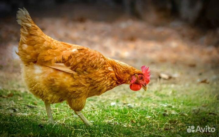 Куриный помет в мешках