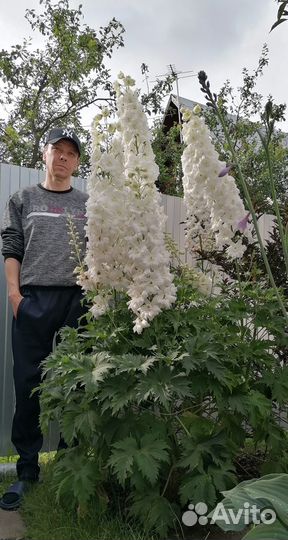 Растения для сада