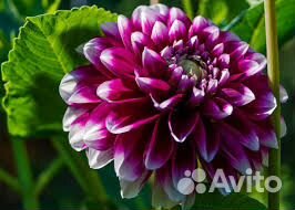 Луковицы лилии, георгины