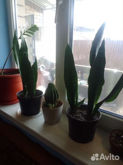 Сансевиерия(щучий хвост)