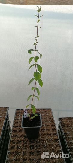 Жимолость канадская