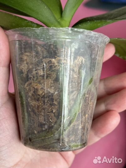 Орхидея фаленопсис биг лип