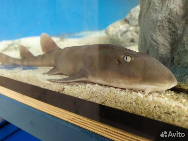 Чистка аквариума