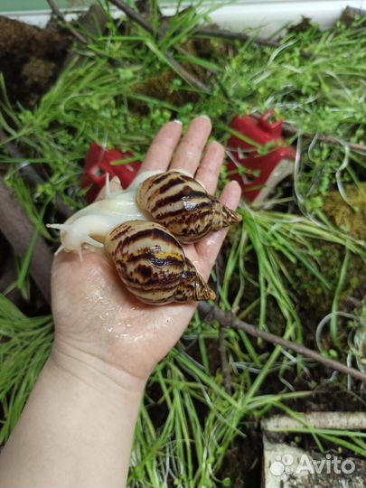 Ахатина ретикулята альбино