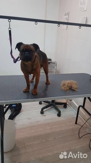 Стрижка собак, экспресс линьки