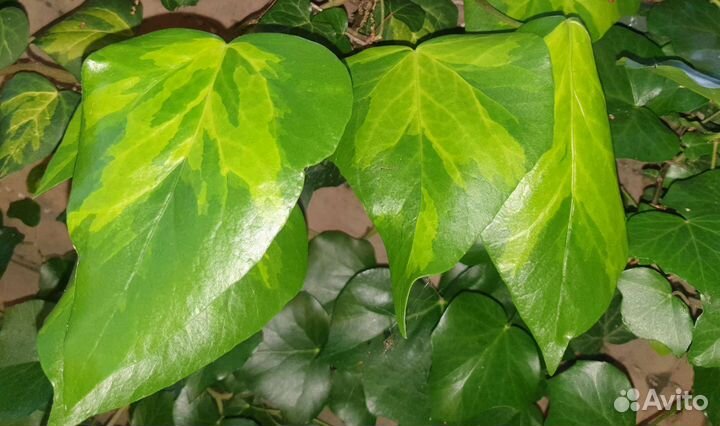 Плющ Салфер хат