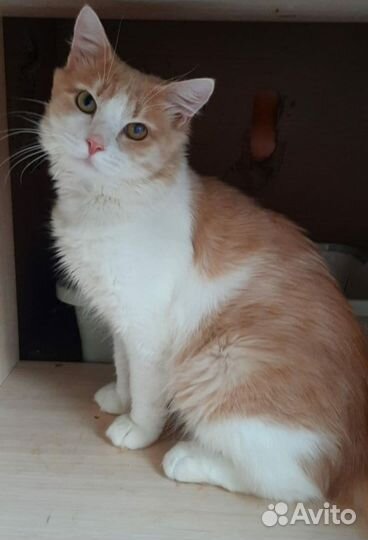 Рыжий котик