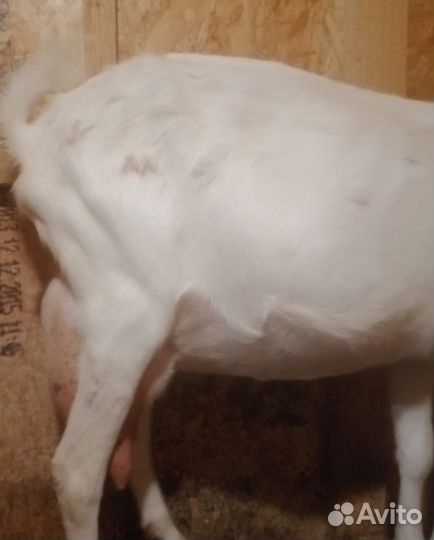 Зааненские козы дойные