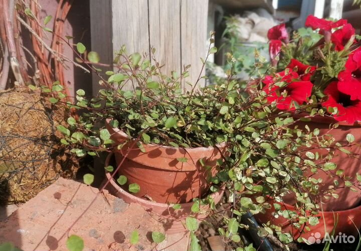 Мюленбекия комнатная - кружевное изящество