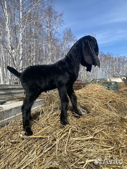 Козлик камори нубийский 50/50