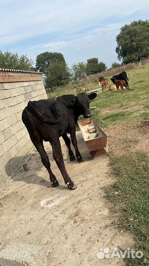 Телята бычки