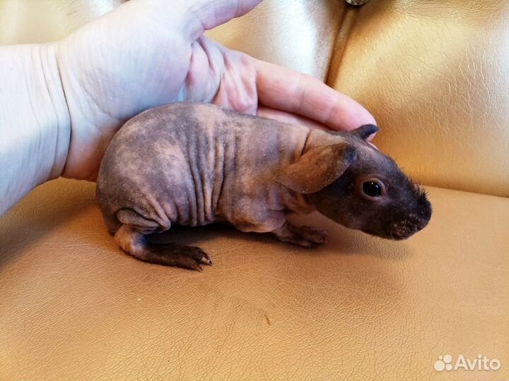 Морские свинки голые малыши с доставкой на адрес