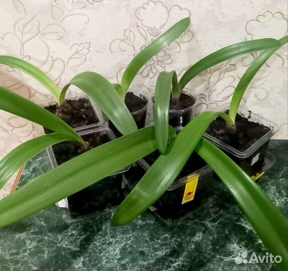 Гиппиаструм