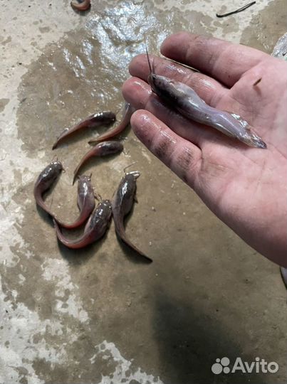 Африканский сом