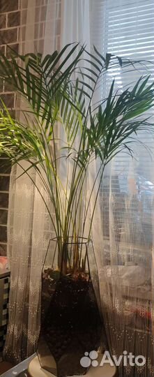 Цветок с горшком