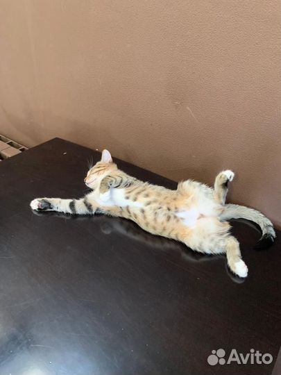 Котенок котята