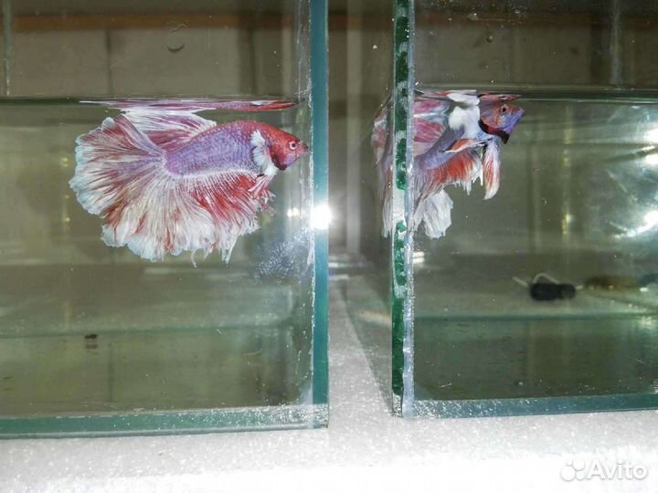 Аквариумные рыбки