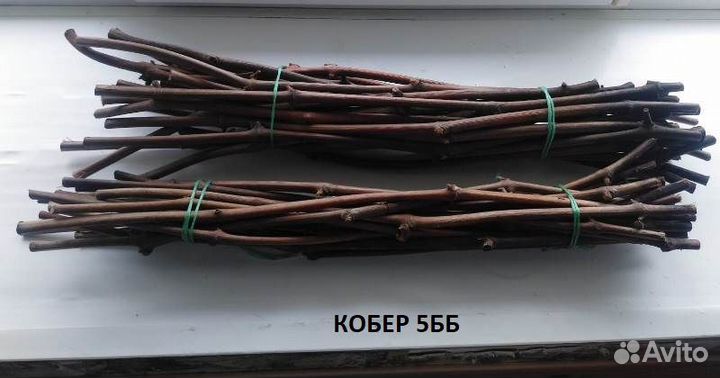 Подвой для прививок Кобер5бб