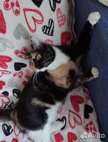 Ласкучая химера кошка в добрые руки