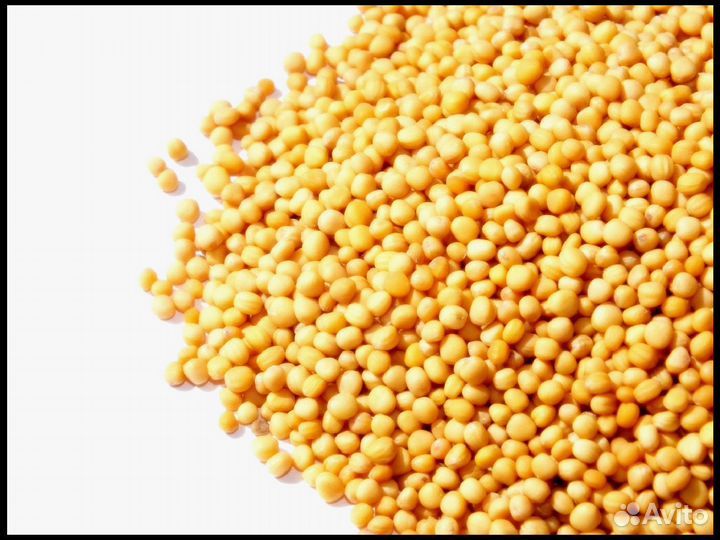 Семена Горчицы Белой оптом