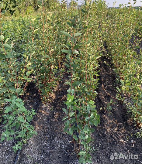 Плодовые деревья,розы, кустарники