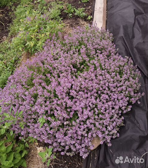 Чабрец Душица Мята саженцы