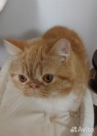 Экзот солнышко Том