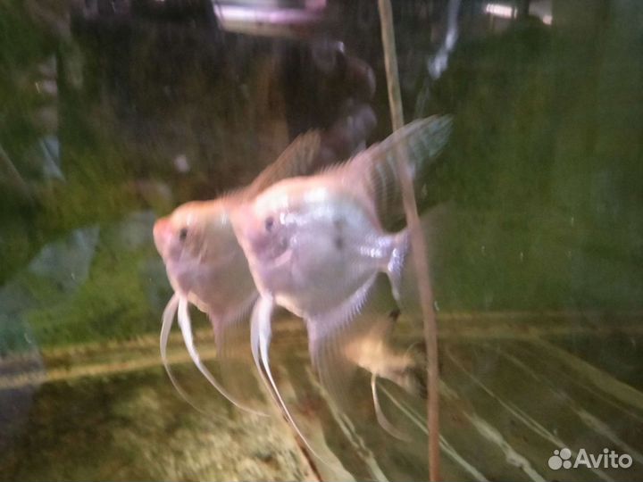 Аквариумные рыбки