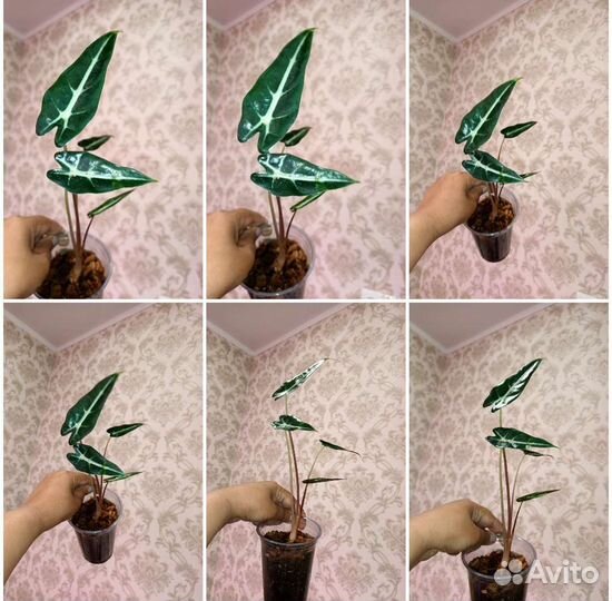 Алоказия в ассортименте