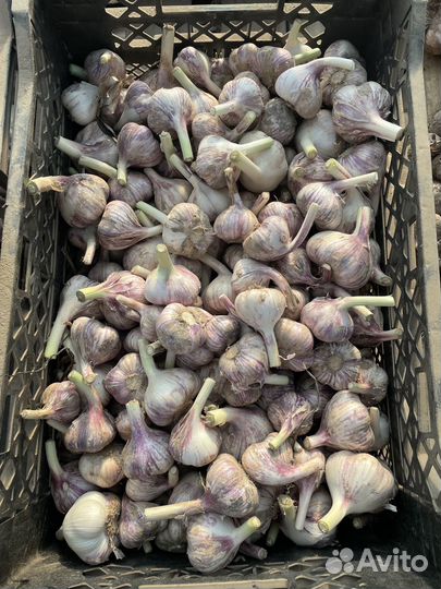 Чеснок Любаша для осенней посадки
