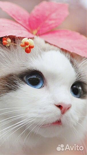 Передержка животных на время отпуска