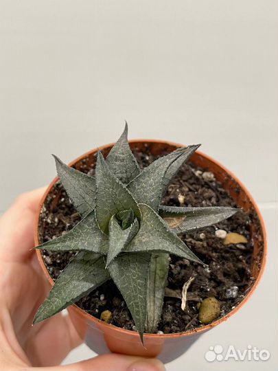 Суккуленты разные