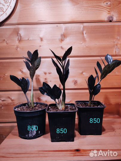 Замиокулькас черный равен