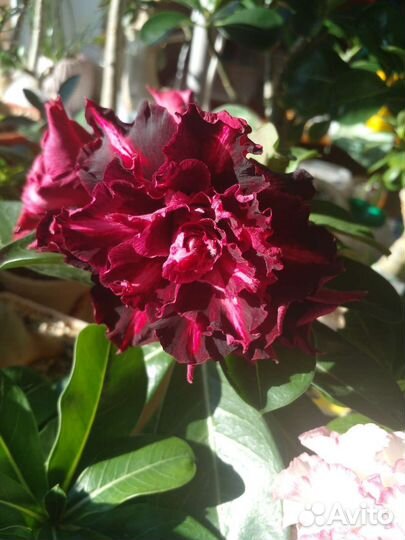 Семена адениума ручного опыления