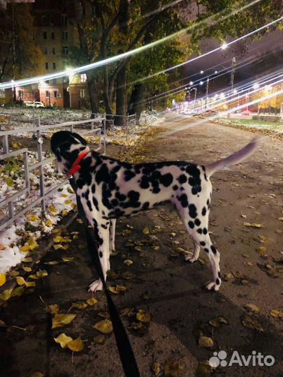 Брюс ищет дом