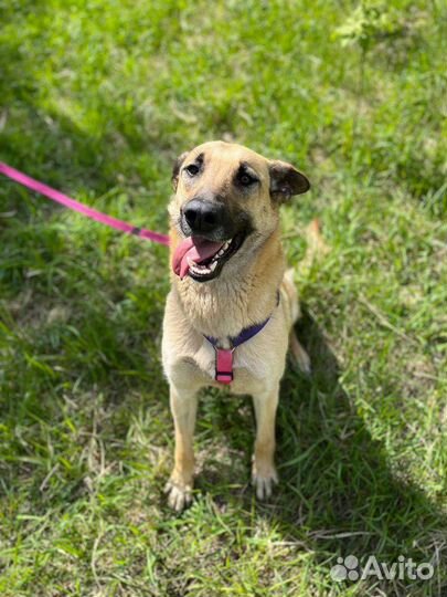Добрая и ласковая собака из приюта в дар