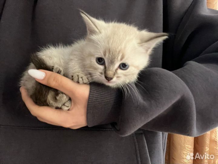 Котята в добрые руки приучены к лотку