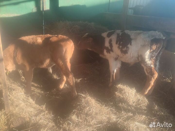 Бычки и быки