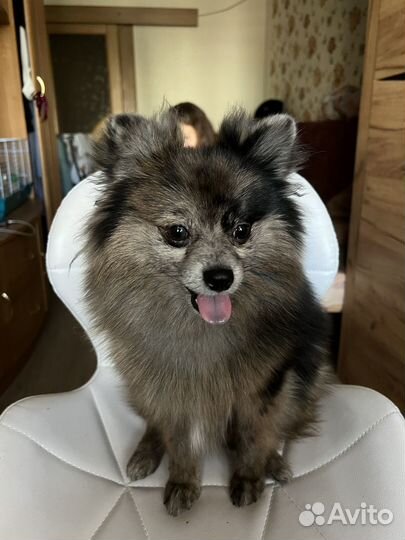 Померанский шпиц мини