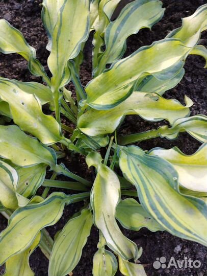 Хоста Керли Фрайз и др