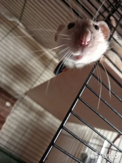 Декоративная крыса дамбо