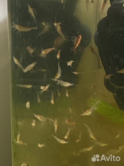 Креветки вишня