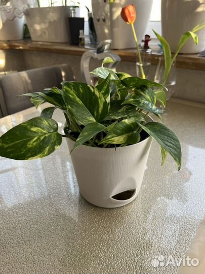 Сциндапсус